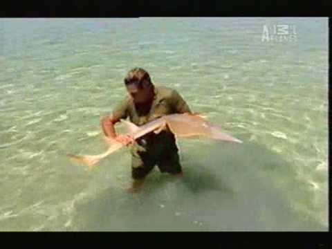 Profilový obrázek - Crocodile Hunter - Tiger Sharks (Part 4/5)