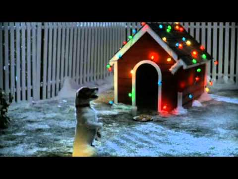 Profilový obrázek - Cute Dog Waits for Santa Video