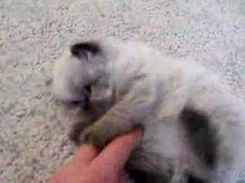 Profilový obrázek - Cute Himalayan Kitten at 4 Weeks Old