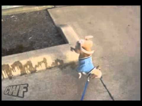 Profilový obrázek - CuteWinFail: Peeing Paw-Stand Puppy