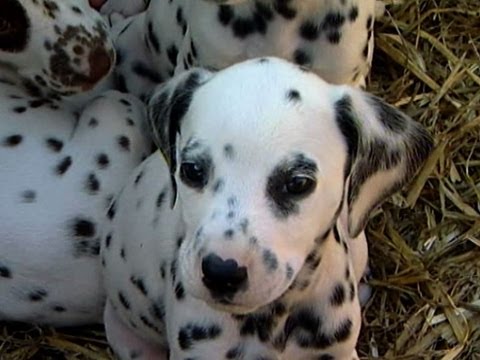 Profilový obrázek - Dalmatian Has...16 Puppies!