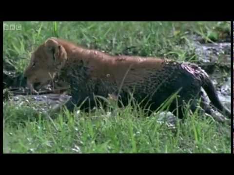 Profilový obrázek - Dangers in the Wild - Lions: Spy in the Den - BBC