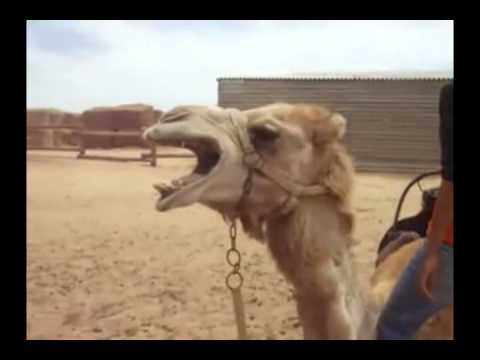 Profilový obrázek - Death Metal Camel