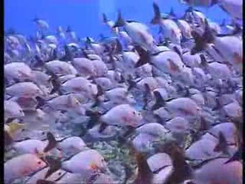 Profilový obrázek - Diving Maldives (Shark, Turtle, Whaleshark)