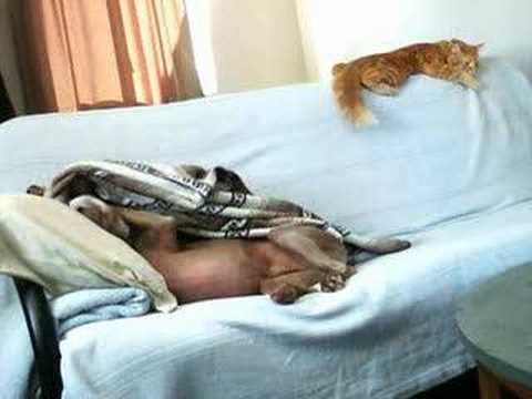 Profilový obrázek - dog takes blanket from cat