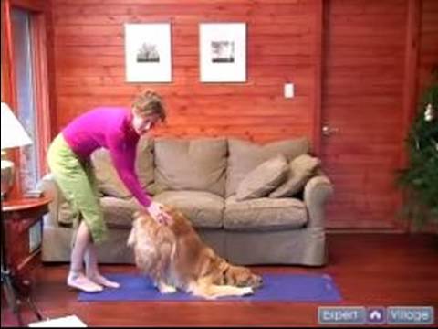 Profilový obrázek - Dog Yoga Poses & Positions : Doga Downward Facing Dog for Dogs