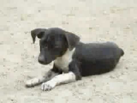 Profilový obrázek - Dogstar Foundation: Helping Dogs and Cats in Sri Lanka