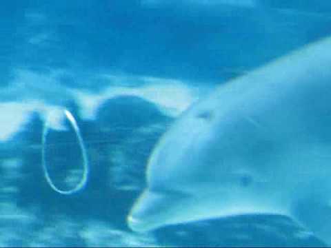 Profilový obrázek - Dolphin play bubble rings