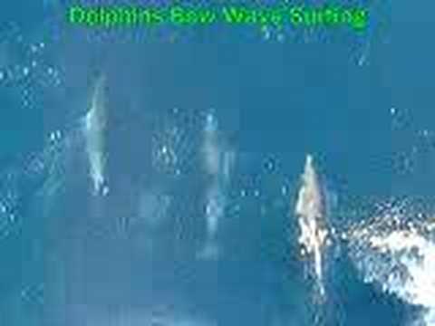 Profilový obrázek - Dolphins Bow Wave Surfing on Cargo Ship