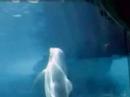 Profilový obrázek - Dolphins playing With Bubble Rings (new 2008 video from CBS)