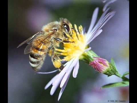 Profilový obrázek - Dorota Nvotova - Včielka v kvete