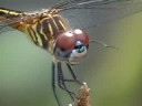 Profilový obrázek - Dragonflies Up Close