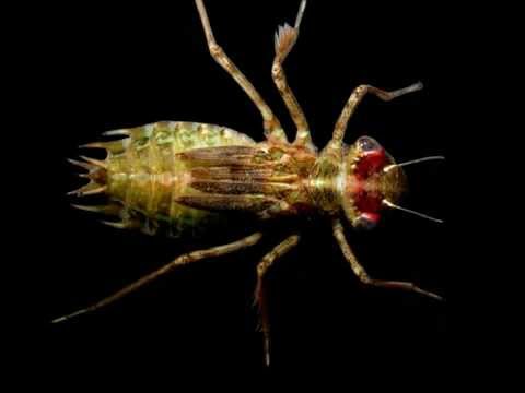 Profilový obrázek - Dragonfly Nymph Zoology