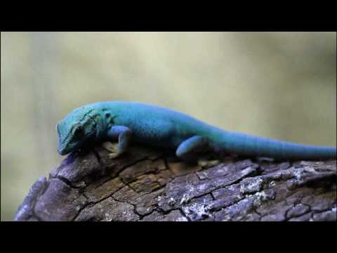 Profilový obrázek - Electric Blue Gecko (Lygodactylus williamsi)