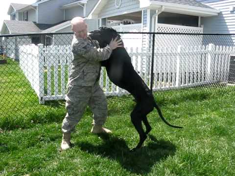 Profilový obrázek - Emmitt Thunderpaws Welcomes Home His Military Dad!