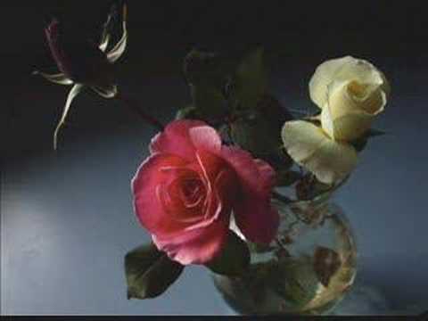 Profilový obrázek - Enya - China Roses