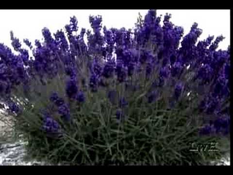 Profilový obrázek - Exploring Lavender - Life with Herbs - Emelie Tolley