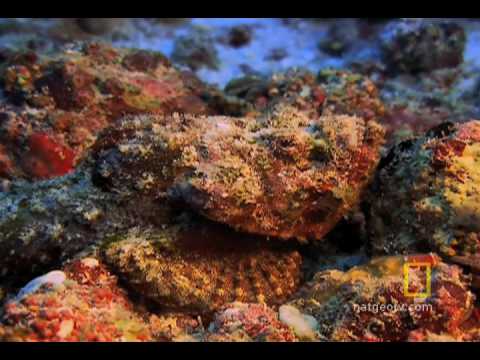 Profilový obrázek - Exploring Oceans: Great Barrier Reef