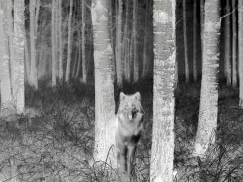 Profilový obrázek - Fever Ray:The Wolf