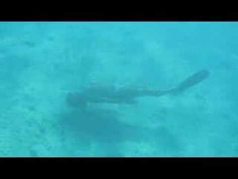 Profilový obrázek - Fiji Outer Reef - Jen Skin Diving