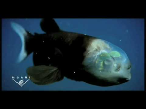 Profilový obrázek - Fish With Transparent Head Filmed