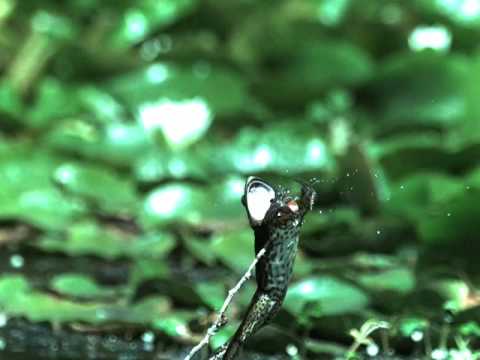 Profilový obrázek - Frog Fail! (Dragonfly escapes frog attack)