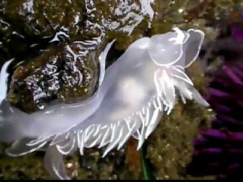 Profilový obrázek - Frosted Sea Slug Zoology (Oregon)░░░░Ƣݔҩᾫ٨ӷ quaoar