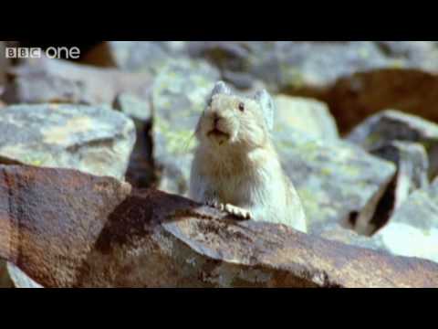 Profilový obrázek - Funny Talking Animals - Walk On The Wild Side - Episode One Preview - BBC One