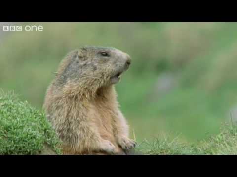 Profilový obrázek - Funny Talking Animals - Walk On The Wild Side Preview - BBC One