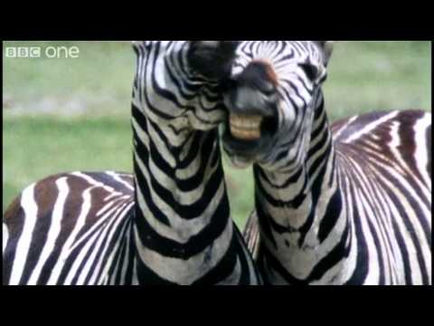 Profilový obrázek - Funny Talking Animals - Walk On The Wild Side - Series 2 Episode 1 preview - BBC One