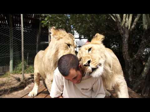Profilový obrázek - Getting morning love from the lions