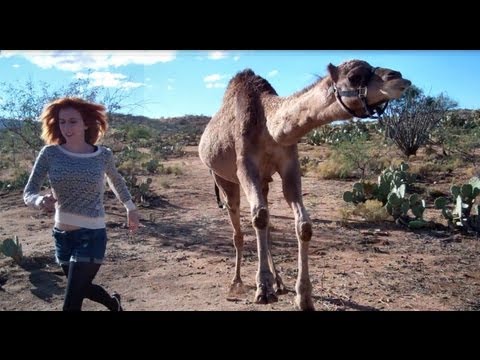 Profilový obrázek - Girl vs. Camel (in race!)