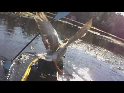 Profilový obrázek - Goose Attacks Pro Kayak Angler Drew Gregory