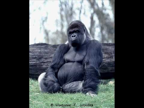Profilový obrázek - Gorila