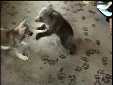Profilový obrázek - Grizly Bear Cub & Wolf Cub Playing