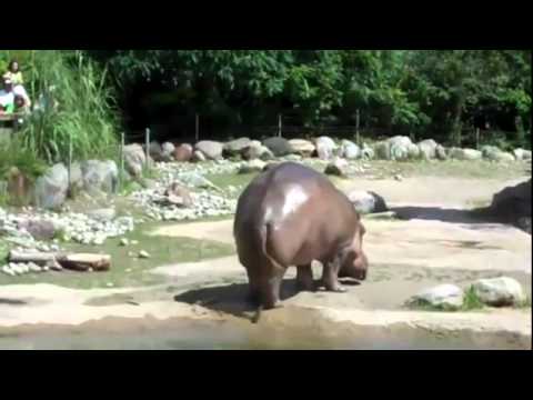 Profilový obrázek - HAHAHA Hippo gets explosive diarrhea!