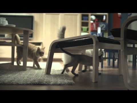 Profilový obrázek - Happy Inside - IKEA cats advert