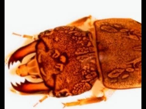 Profilový obrázek - Hellgrammites and Dobsonflies Ƣݔҩᾫ٨ӷ (quaoar)