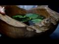 Profilový obrázek - Heston's Feasts | Amphibian Blancmange | Channel 4