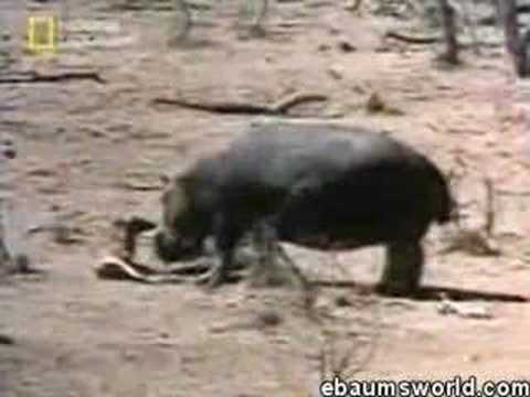 Profilový obrázek - Hippo saves another animal