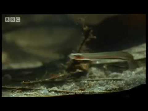 Profilový obrázek - Horror story: Candiru: the Toothpick Fish - Weird Nature - BBC animals