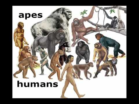 Profilový obrázek - Human Evolution: Did We Come From Monkeys?