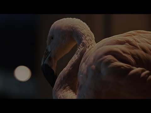 Profilový obrázek - Hurts - Somebody (Official Video)