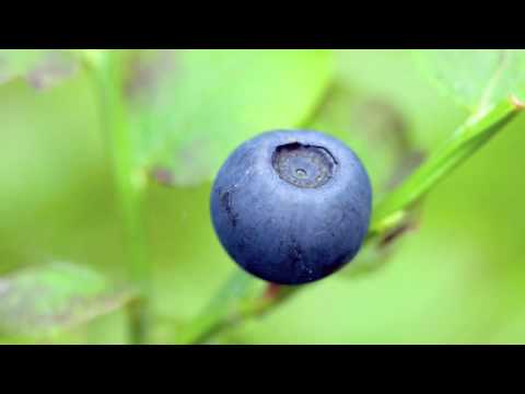 Profilový obrázek - Husky Rescue - Blueberry Tree, Pt. 1