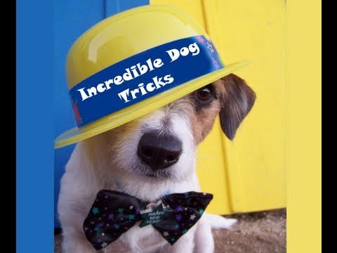 Profilový obrázek - Incredible Dog Tricks Performed by Jesse the Jack Russell