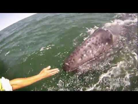 Profilový obrázek - Incredible Whale Encounter - Mother Gray Whale Lifts Her Calf Out of the Water! [HD]