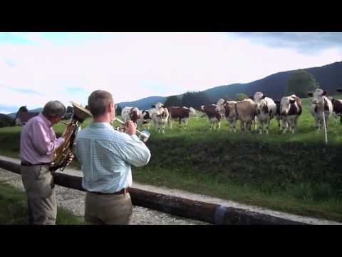 Profilový obrázek - Jazz for Cows