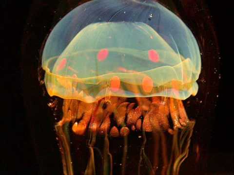 Profilový obrázek - Jellyfishes - Koop