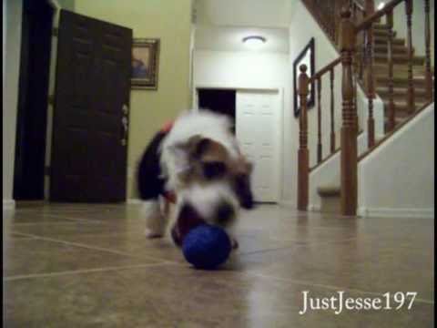 Profilový obrázek - Jesse the Energetic Jack Russell Terrier