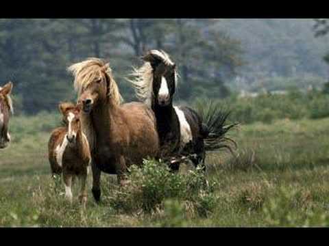 Profilový obrázek - John Denver Ponies